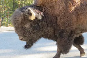 Tour image of Yellowstone & Grand Teton National Parks - Ultimate Wildlife Safari
