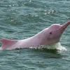 Image of Dolphin Watching