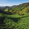 Image of Plantation Tours