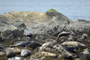 Tour image of Wildlife Viewing, Sightseeing and Whale Watching Quest