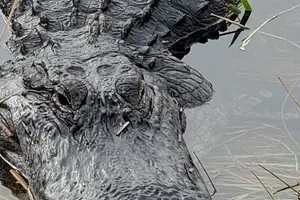 Tour image of Everglades National Park Naturalist Led Hike, 2 Boat Trips + More