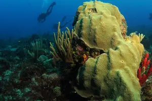 Tour image of St Maarten Scuba Diving for Certified Divers