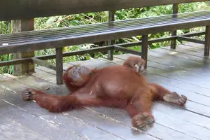 Tour image of Semenggoh Wildlife Centre: Orangutan Discovery from Kuching