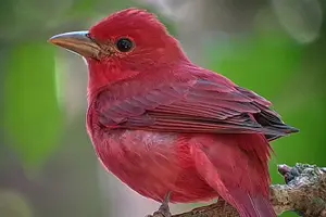 Tour image of Nature walk in Curicancha Reserve